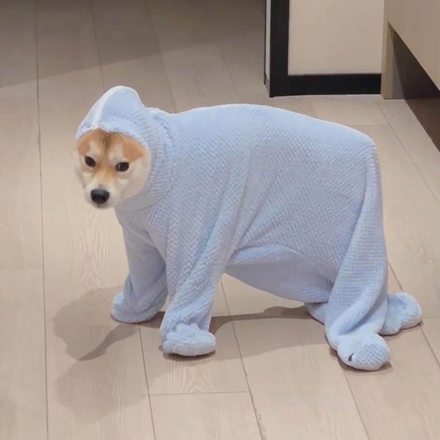 宠物吸水毛巾加厚泰迪比熊狗狗浴巾猫咪洗澡擦澡巾秋冬保暖防感冒,宠物/宠物食品及用品,毛巾/浴巾/吸水毛巾,淘宝优惠券,粉丝福利购,淘宝优惠卷