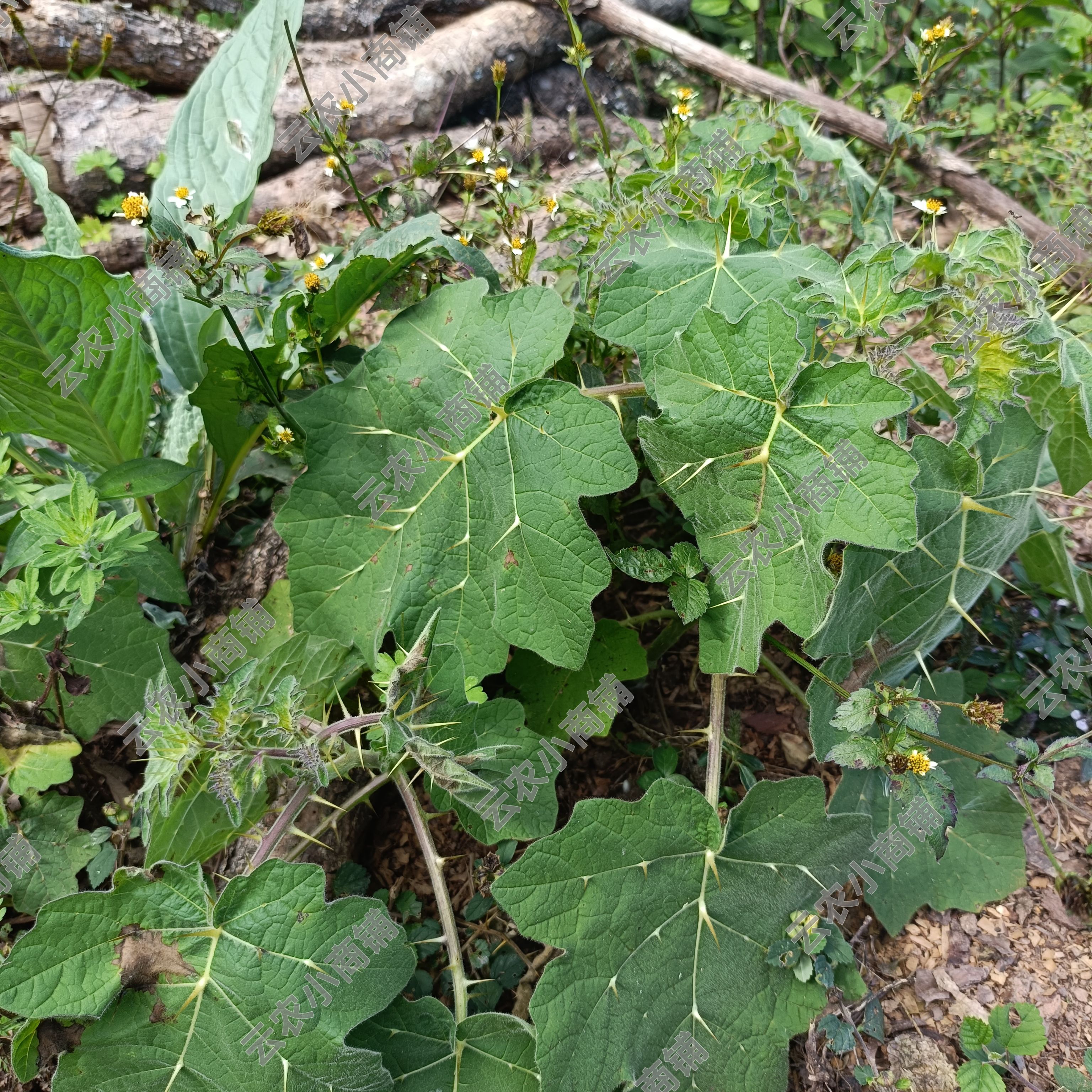 云南新鲜中药材根茎叶大颠茄野黄贡茄番鬼茄牙疼果子黄果茄