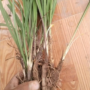 云南哀牢山现挖仙茅根仙茅苗仙茅草炖肉煲汤泡酒中草药滋补品