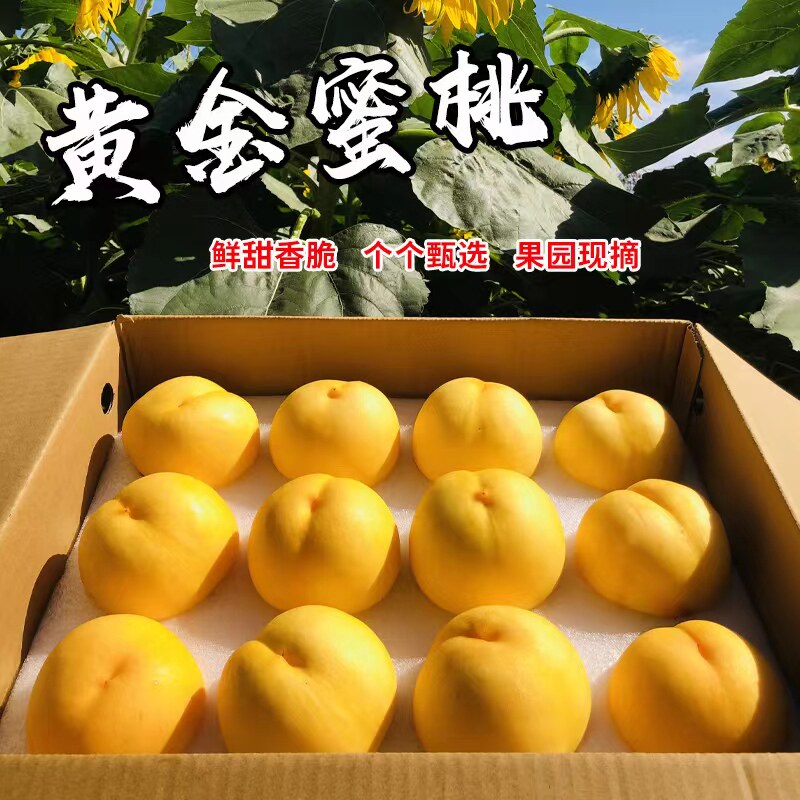 现摘丹东黄金蜜桃芒果桃非毛桃黄肉油桃应季当季时令新鲜水果整箱