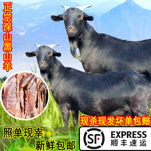 农家散养新鲜黑山羊现杀新鲜羊肉羊腿鲜嫩羊排整只深山放养黑山羊