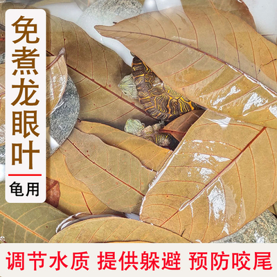 免煮龙眼叶养龟专用水族龟缸造景腐皮烂甲躲避龟用大片叶子酸调节