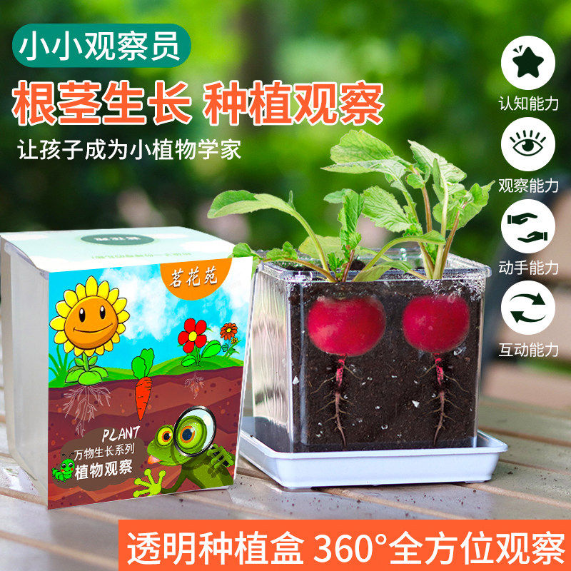 儿童种植小盆栽蔬菜萝卜凤仙花种籽草莓番茄学生观察植物花卉种子