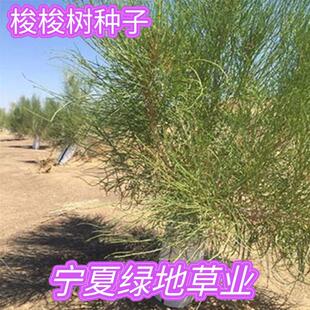 林灌木种子梭梭树种子抗旱耐高温耐盐碱防风固沙多年生种子