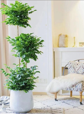 三层幸福树绿宝客厅大盆栽净化空气新家吸异味平安树四季常青植物