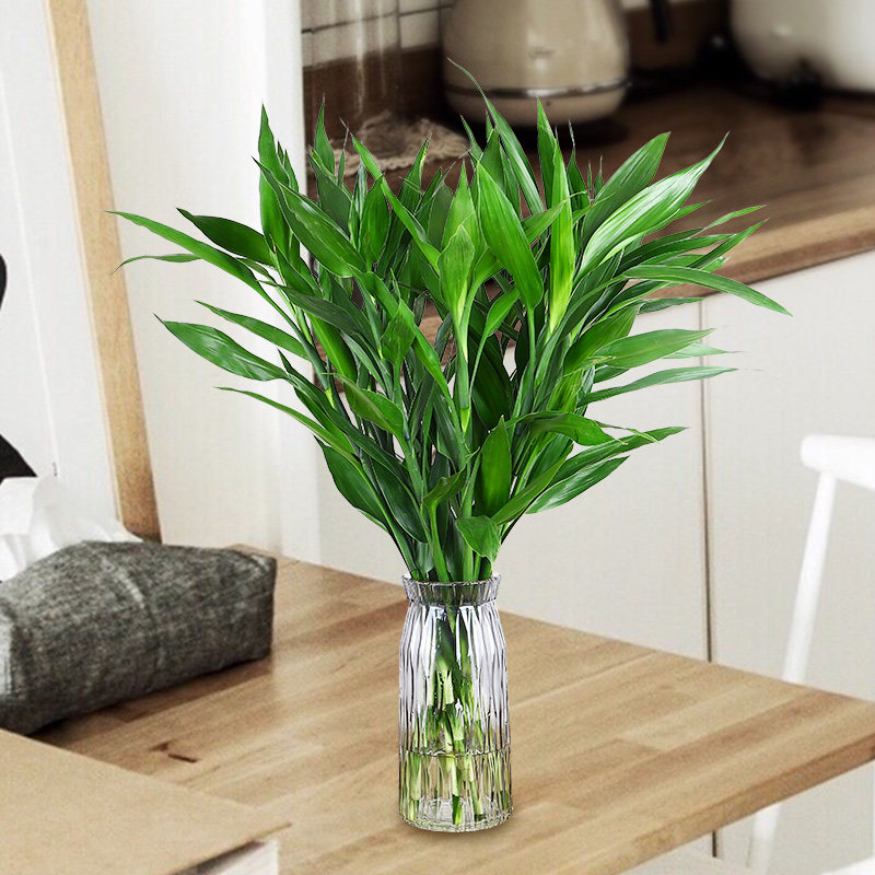 富贵竹 带根 水培植物开运竹花卉绿植盆栽室内花客厅 水养 文昌竹