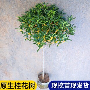 桂花树苗四季桂大型花卉八月庭院原生高杆金丹天香台阁沉香地盆栽