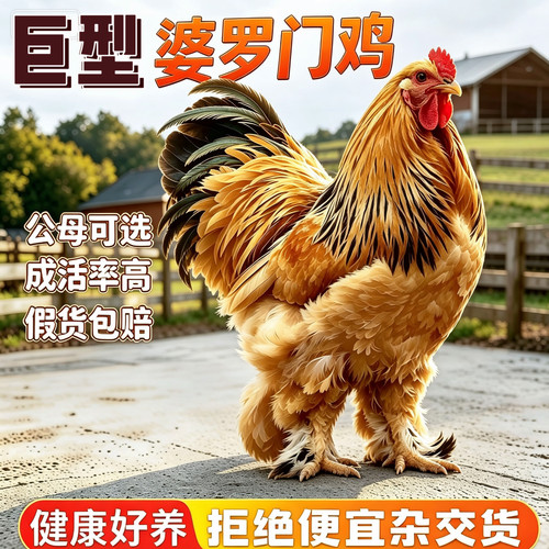 正宗婆罗门鸡纯种梵天鸡包活到家