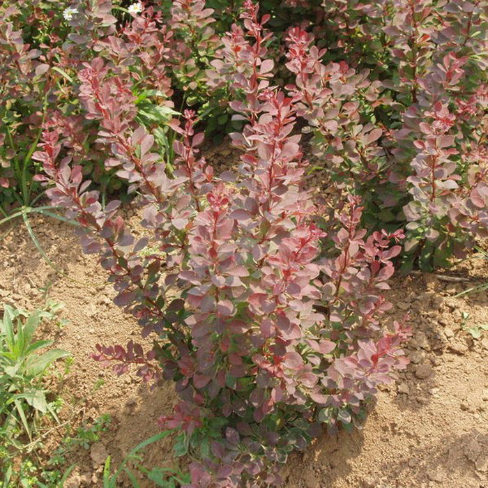苗圃直销园林绿化苗木树苗庭院植物红叶小檗苗紫叶