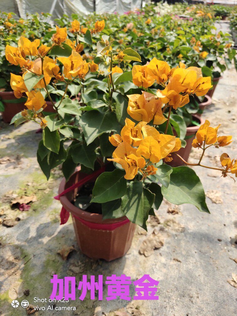 三角梅盆栽重瓣爬藤四季开花老桩原盆保证对版带花发货加州黄金