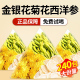 金银花菊花西洋参组合茶包中药材原料独立包装 店 泡煮水喝官方正品
