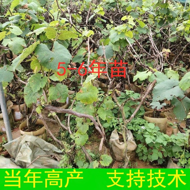 水晶葡萄苗葡萄树苗美人指阳光玫瑰蓝宝石南北方种植大苗当年结果