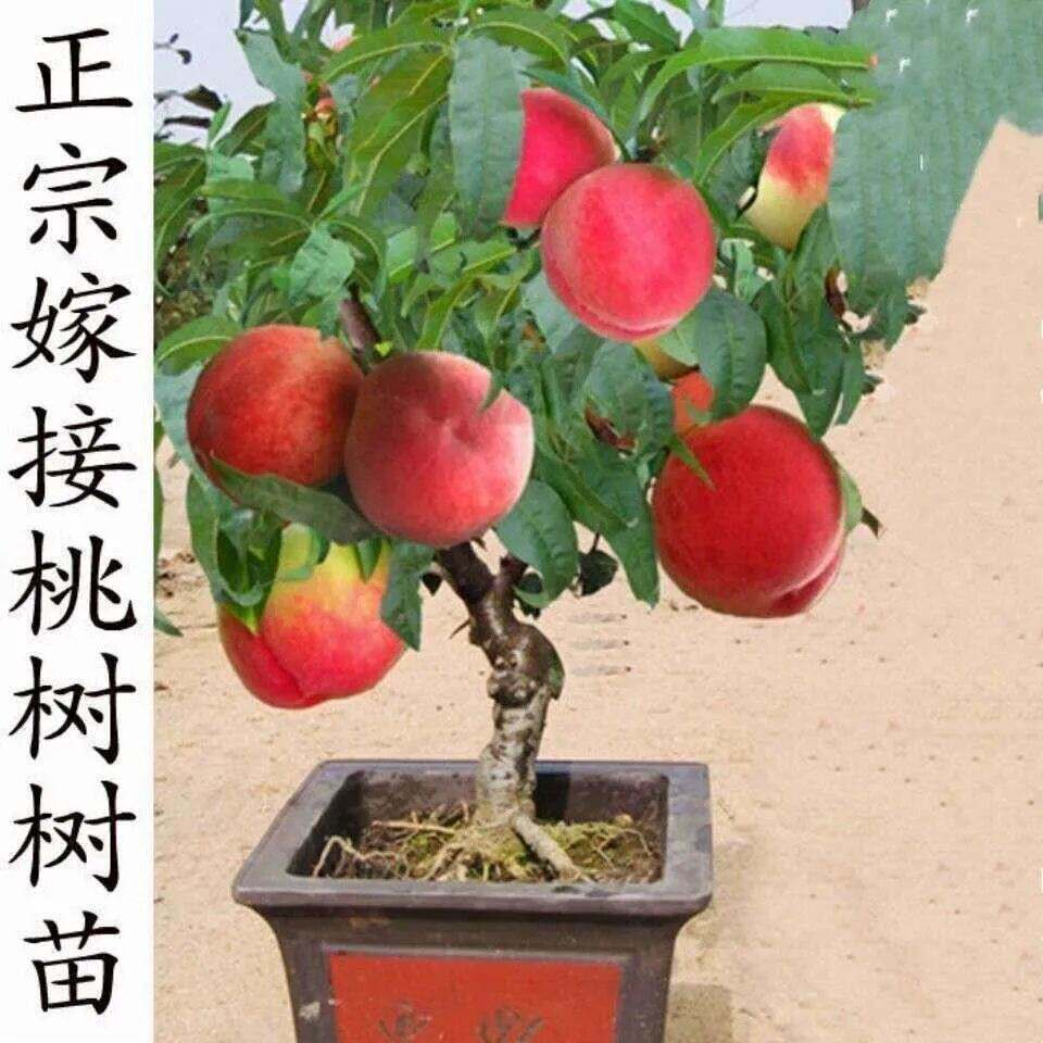 正宗桃树苗新品种特大桃子矮化盆栽嫁接桃树种子苗南北方当年结果