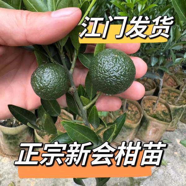 新会陈皮柑苗正宗茶枝柑苗地栽盆栽小青柑嫁接苗南方植物桔子树苗