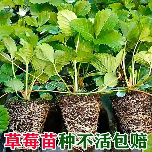 四季草莓苗盆栽带土发货