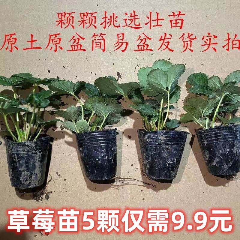 盆栽草莓秧苗原盆原土红颜丹东章姬四季结果草莓苗阳台庭院果树苗