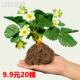 四季 草莓苗阳台盆栽红颜牛奶草莓秧带土带果带花带盆当年结果食用