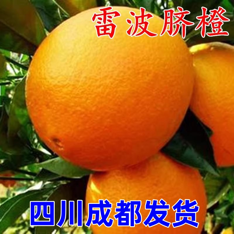 四川脐橙树苗 雷波脐橙 橙子苗嫁接甜橙苗当年结果脐橙苗果冻橙