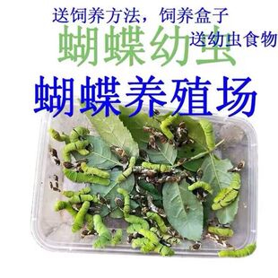 爆款蝴蝶幼虫饲养小宠物各种凤蝶卵幼虫自然科普日记观察宠物蝶蛹