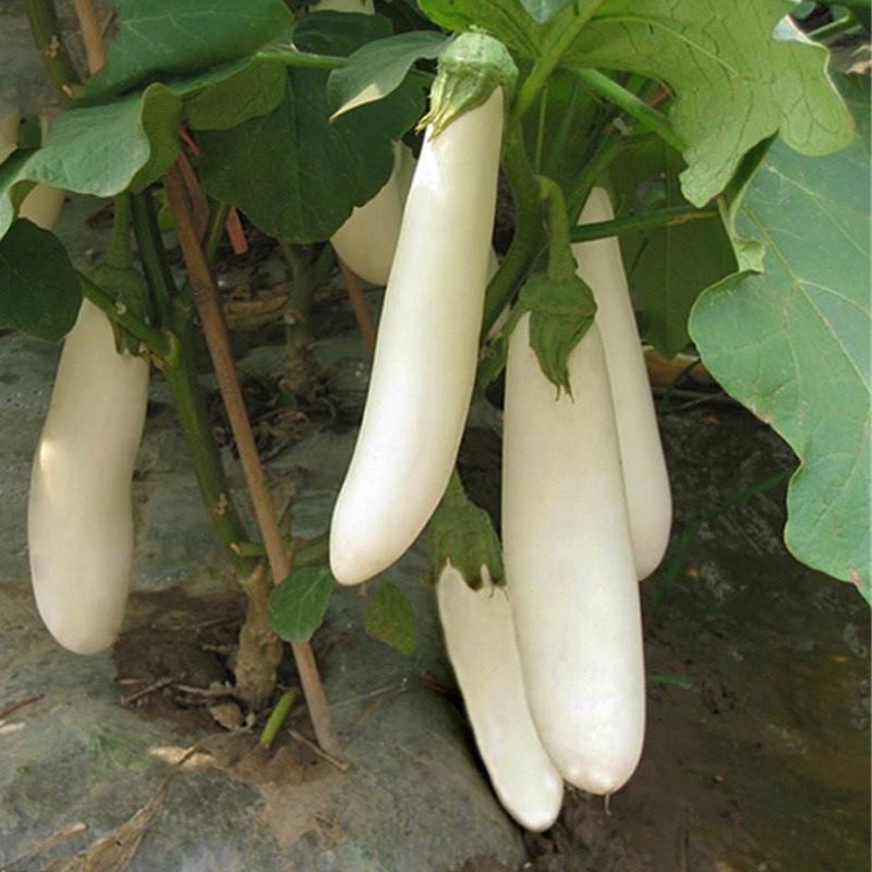 白皮茄子安徽特产无为新鲜茄子长茄子白茄子芜湖当季露天蔬菜茄子