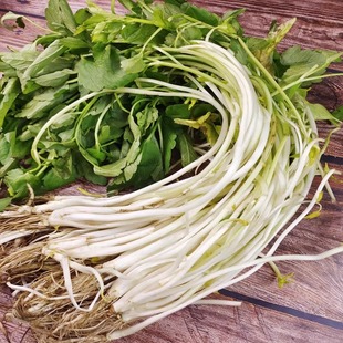 芹芽菜安徽无为特产土培芹菜芽新鲜现挖白芹蔬菜安庆庐江巢湖芹芽