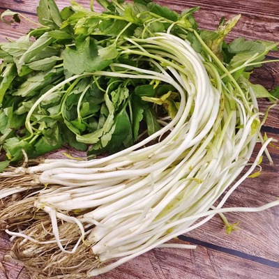 安徽无为特产白芹白芹芽芹菜