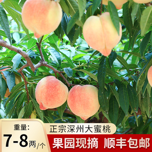 深州大蜜桃穆村乡西马庄贡品蜜香味道6个5斤大果应季现摘现发爆汁