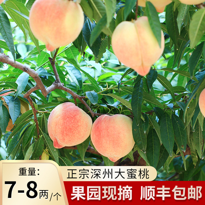 深州大蜜桃穆村乡西马庄贡品蜜香味道6个5斤大果应季现摘现发爆汁