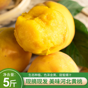 深州桃乡黄桃油桃新鲜水果当季5斤大果黄心6-8个脆甜应季农家现摘