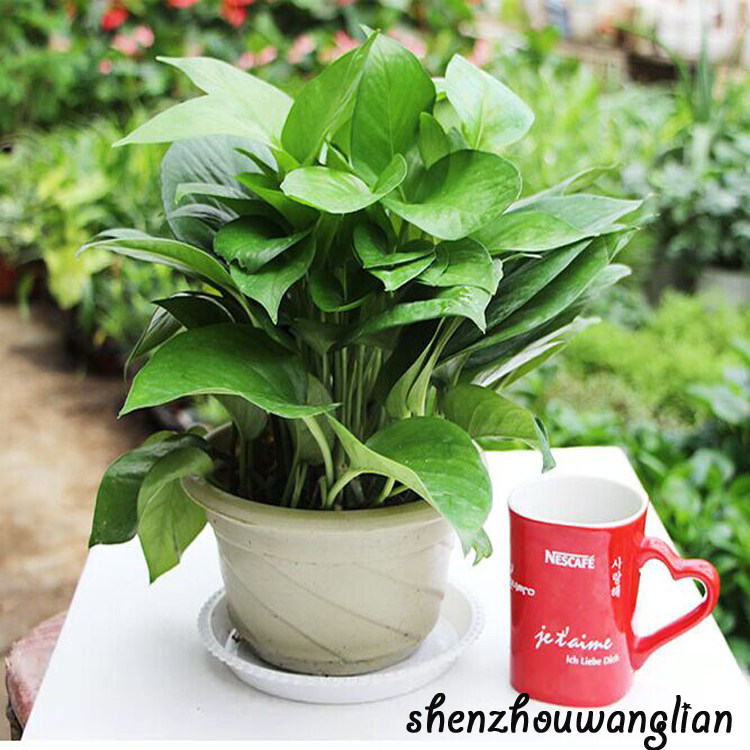 大叶绿萝吊兰带盆栽好绿植室内阳台客厅水培黄金葛吸甲醛水培花卉