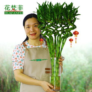 水养富贵竹转运竹弯竹龙竹水竹开运竹子带根室内绿植水培植物花卉