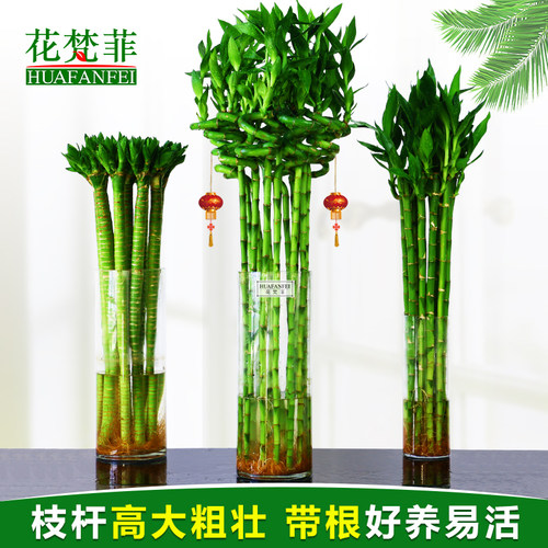 水养富贵竹转运带根室内