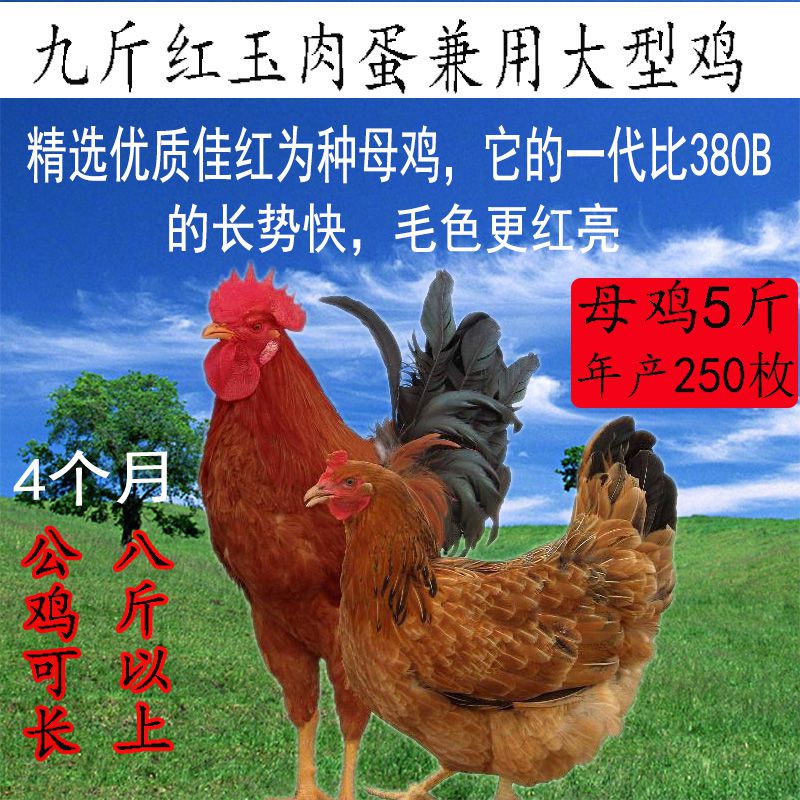 新货纯种九斤红受精蛋可孵化大型肉鸡土鸡红玉种蛋笨黄柴鸡蛋20枚