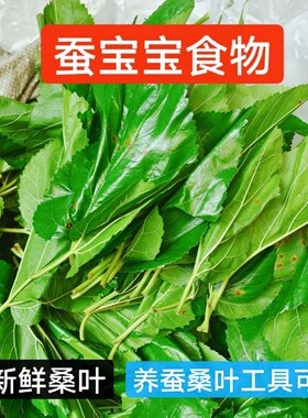 蚕宝宝食物新鲜桑叶12345龄蚕宝养蚕工具学生套装蚕卵金丝蚕