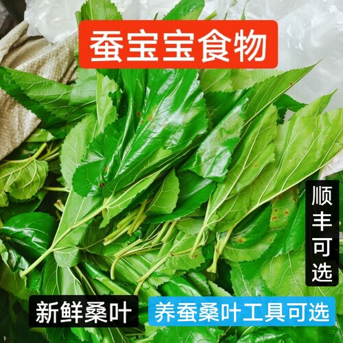 蚕宝宝食物新鲜桑叶12345龄蚕宝养蚕工具学生套装蚕卵金丝蚕