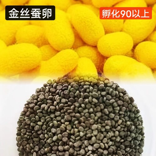 蚕宝宝卵金色粉红色蚕卵白色桑叶