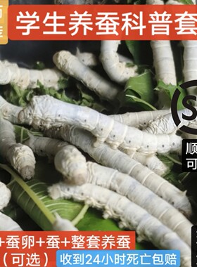 蚕宝宝套装蚕桑叶顺丰