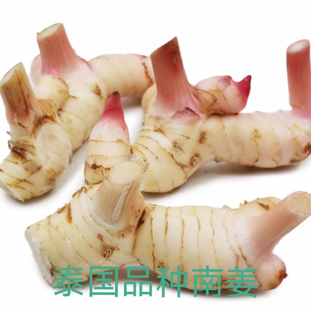 泰国南姜新鲜良姜山姜新鲜白皮南姜泰国汤料香料农产品食用