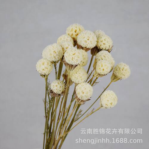 路路通干花文艺小清新花