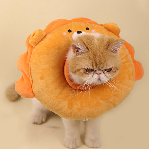 伊丽莎白圈猫耻辱脖圈猫