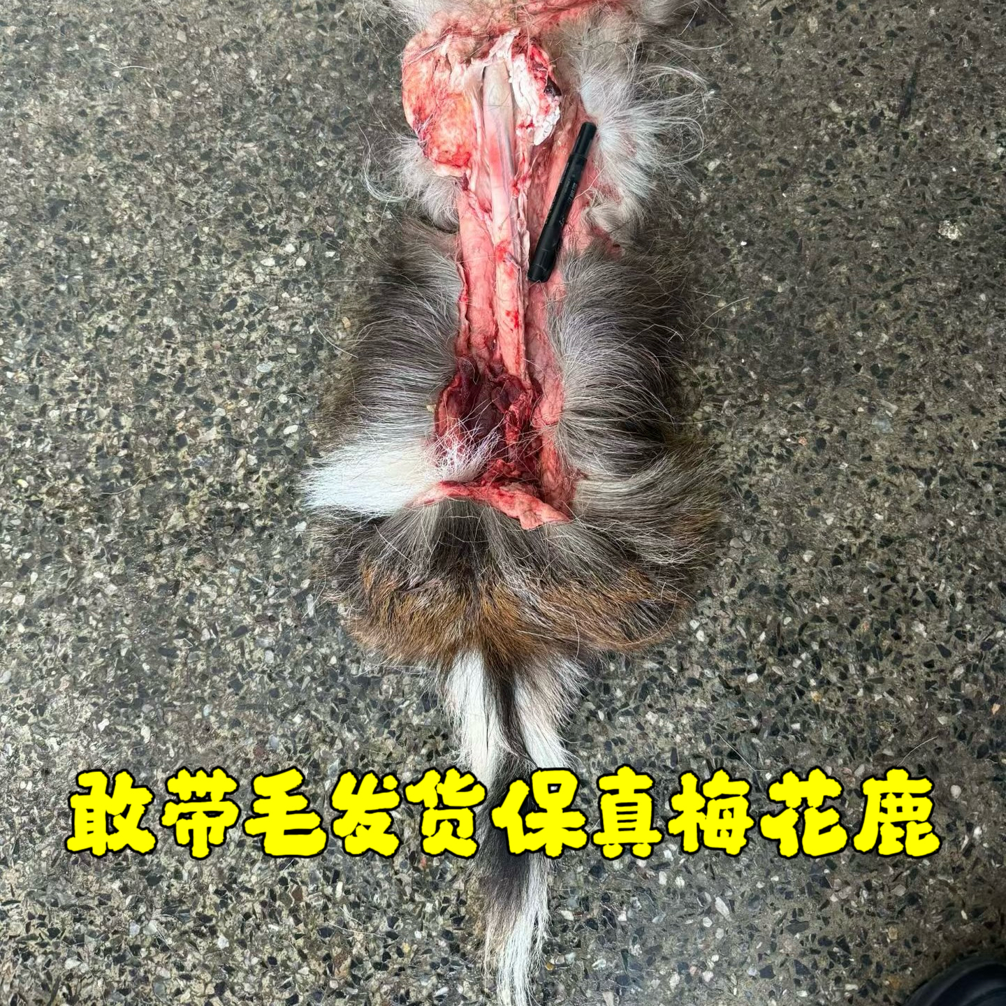 鹿鞭新鲜整根梅花鹿带睾丸