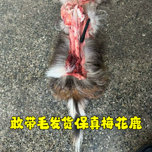 鹿鞭新鲜整根梅花鹿带睾丸鹿鞭泡酒料男性滋补泡酒煲汤空运冷藏配