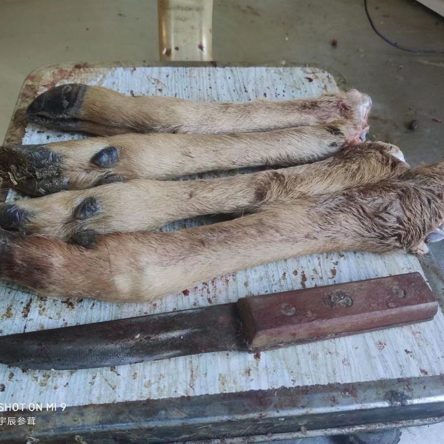 养殖梅花鹿带毛蹄子鹿腿骨带鹿筋真骨陈年老料油性足文玩泡酒原料