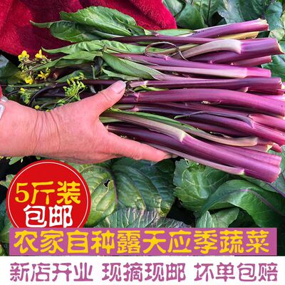 Свежий мох из красной капусты из провинции Хубэй хрустящий, нежный и вкусный. Сезонные овощи выращиваются на открытом воздухе. Чисто натуральный капустный мох Хуншань.