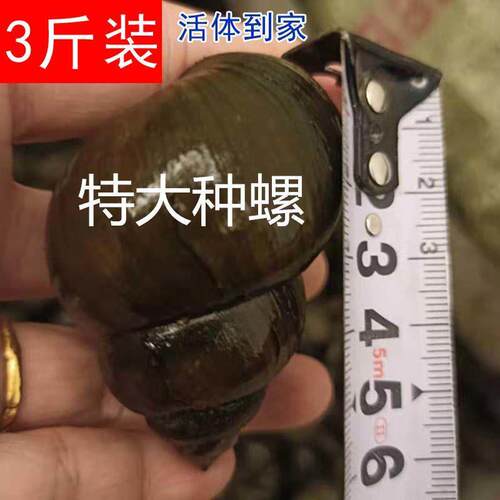 顺丰鲜活大号田螺种苗种螺母螺淡水养殖活体田螺新鲜大螺蛳食用螺