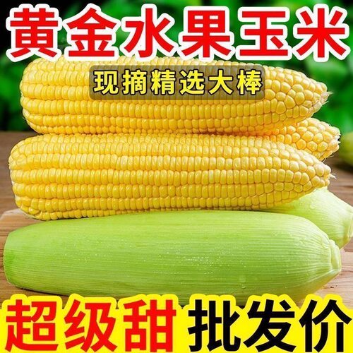 现摘水果甜玉米产地批发价