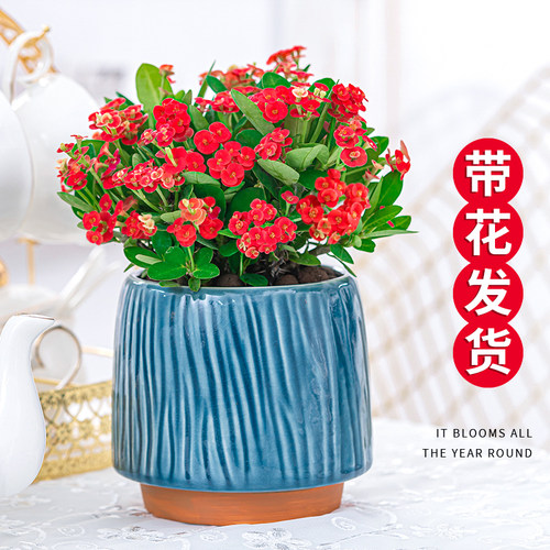 虎刺梅盆栽四季好养开花易活花卉