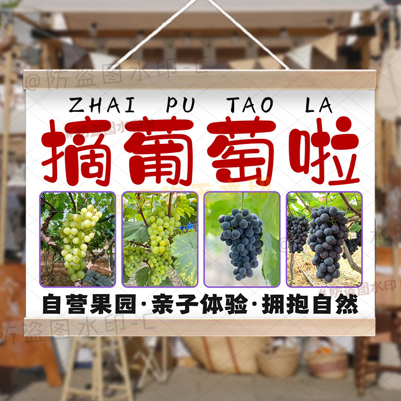 葡萄采摘园宣传广告摆摊挂画