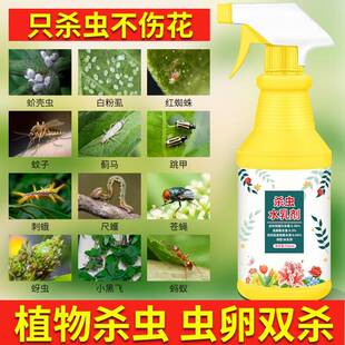 杀虫剂花杀卉物通用绿蚧植虫剂多肉月季 花家用壳虫红蜘蛛杀植虫药