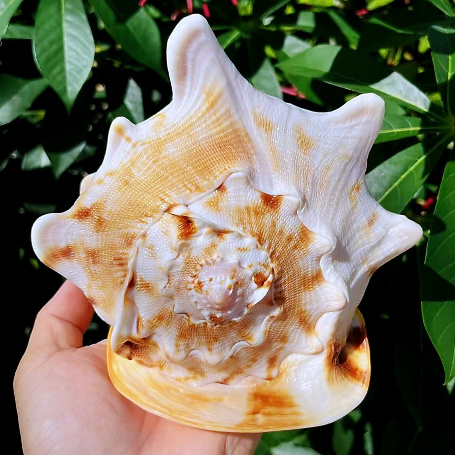 天然大海螺四大名螺家居装饰玄关摆件精品收藏鱼缸造景拍摄科普